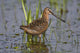 Long-Billed Dowitcher Stands Wall Mural