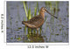 Long-Billed Dowitcher Stands Wall Mural