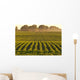 Soybeans at Dusk Wall Mural