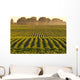 Soybeans at Dusk Wall Mural