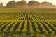 Soybeans at Dusk Wall Mural