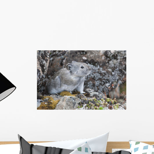 Collared Pika Sits In Rockpile Wall Mural