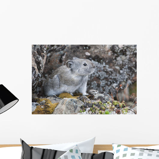 Collared Pika Sits In Rockpile Wall Mural
