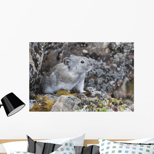 Collared Pika Sits In Rockpile Wall Mural