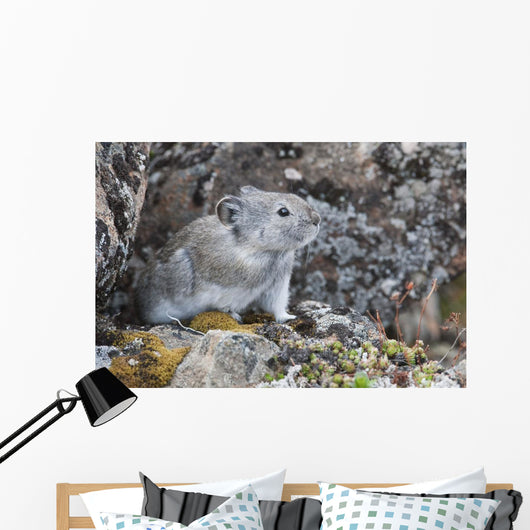 Collared Pika Sits In Rockpile Wall Mural