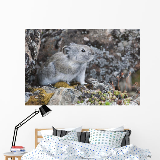 Collared Pika Sits In Rockpile Wall Mural