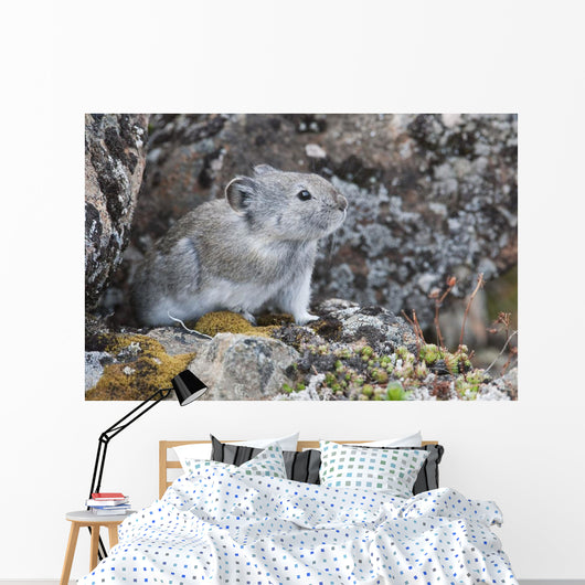 Collared Pika Sits In Rockpile Wall Mural