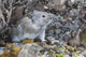 Collared Pika Sits In Rockpile Wall Mural