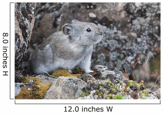 Collared Pika Sits In Rockpile Wall Mural