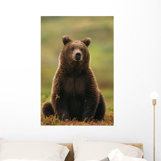 Grizzly Bear Wall Mural