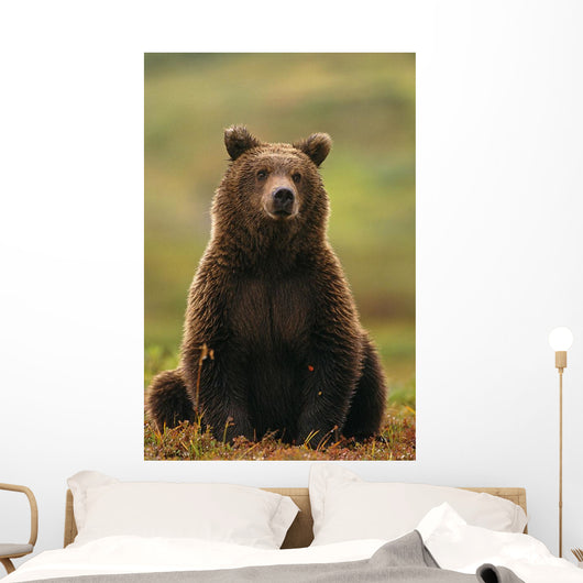 Grizzly Bear Wall Mural