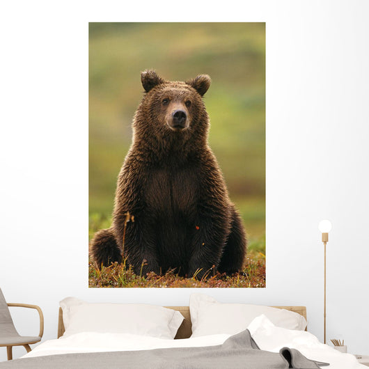 Grizzly Bear Wall Mural