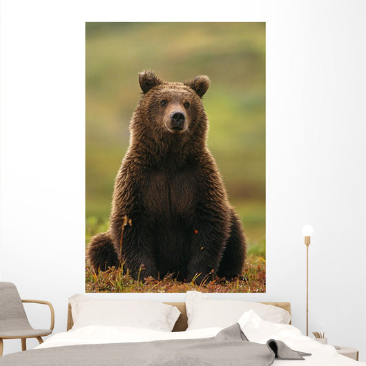 Grizzly Bear Wall Mural
