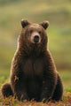 Grizzly Bear Wall Mural