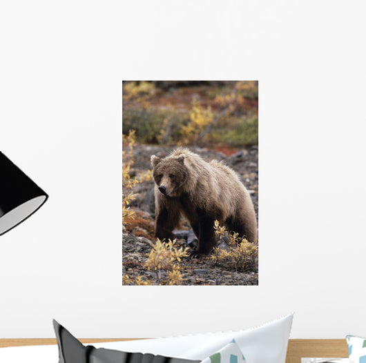Adult Grizzly Walking On Fall Tundra Denali Np Alaska Wall Mural