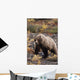 Adult Grizzly Walking On Fall Tundra Denali Np Alaska Wall Mural