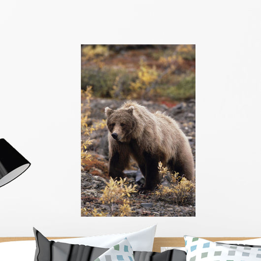 Adult Grizzly Walking On Fall Tundra Denali Np Alaska Wall Mural