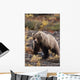 Adult Grizzly Walking On Fall Tundra Denali Np Alaska Wall Mural