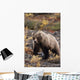 Adult Grizzly Walking On Fall Tundra Denali Np Alaska Wall Mural