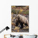 Adult Grizzly Walking On Fall Tundra Denali Np Alaska Wall Mural