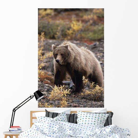 Adult Grizzly Walking On Fall Tundra Denali Np Alaska Wall Mural