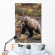 Adult Grizzly Walking On Fall Tundra Denali Np Alaska Wall Mural