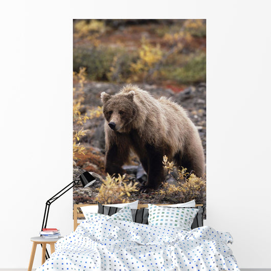 Adult Grizzly Walking On Fall Tundra Denali Np Alaska Wall Mural