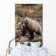 Adult Grizzly Walking On Fall Tundra Denali Np Alaska Wall Mural