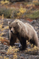 Adult Grizzly Walking On Fall Tundra Denali Np Alaska Wall Mural