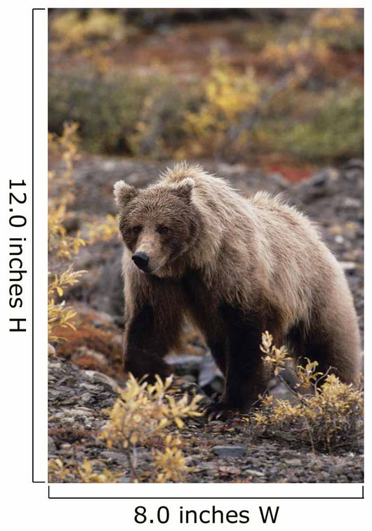 Adult Grizzly Walking On Fall Tundra Denali Np Alaska Wall Mural
