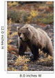 Adult Grizzly Walking On Fall Tundra Denali Np Alaska Wall Mural