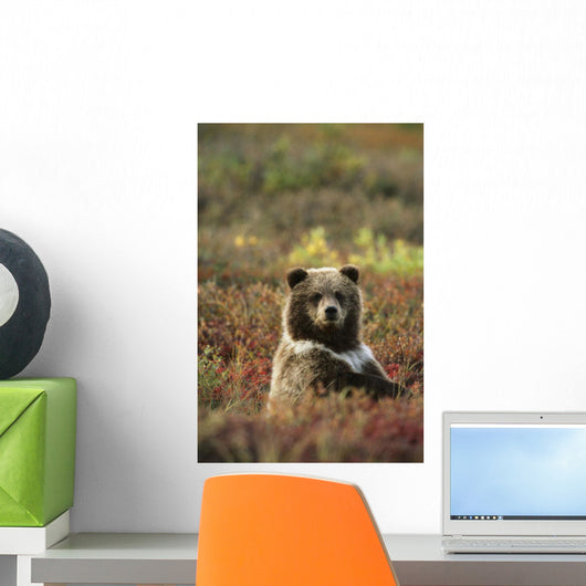 Yearling Brown Bear Cub Sits In Autumn Tundra In Ak Fall Denali Np Wall Mural