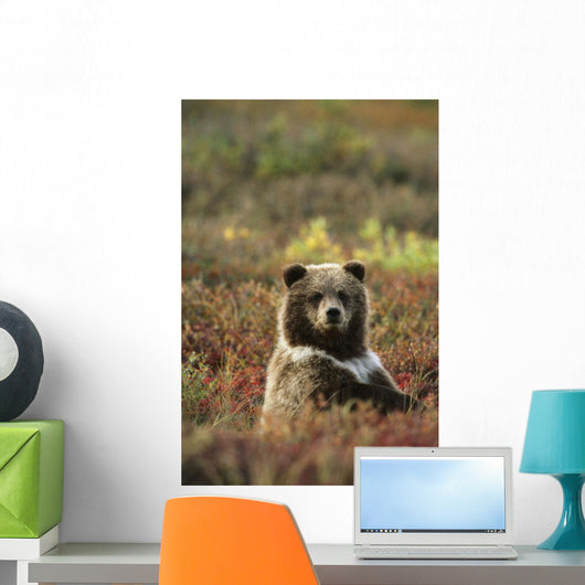 Yearling Brown Bear Cub Sits In Autumn Tundra In Ak Fall Denali Np Wall Mural
