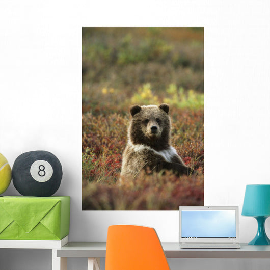 Yearling Brown Bear Cub Sits In Autumn Tundra In Ak Fall Denali Np Wall Mural