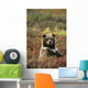 Yearling Brown Bear Cub Sits In Autumn Tundra In Ak Fall Denali Np Wall Mural