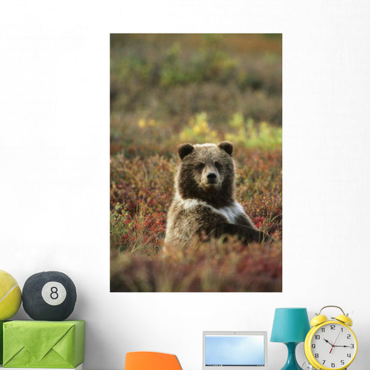 Yearling Brown Bear Cub Sits In Autumn Tundra In Ak Fall Denali Np Wall Mural