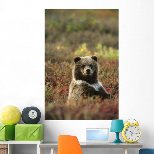 Yearling Brown Bear Cub Sits In Autumn Tundra In Ak Fall Denali Np Wall Mural