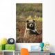 Yearling Brown Bear Cub Sits In Autumn Tundra In Ak Fall Denali Np Wall Mural