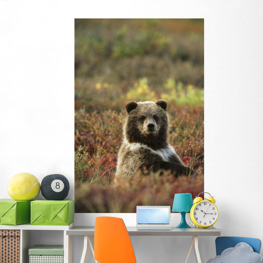 Yearling Brown Bear Cub Sits In Autumn Tundra In Ak Fall Denali Np Wall Mural