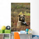 Yearling Brown Bear Cub Sits In Autumn Tundra In Ak Fall Denali Np Wall Mural