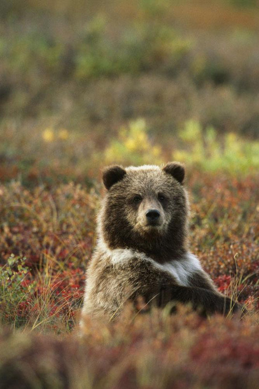 Yearling Brown Bear Cub Sits In Autumn Tundra In Ak Fall Denali Np Wall Mural