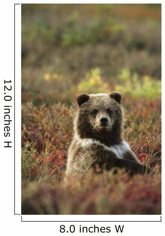 Yearling Brown Bear Cub Sits In Autumn Tundra In Ak Fall Denali Np Wall Mural