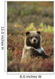 Yearling Brown Bear Cub Sits In Autumn Tundra In Ak Fall Denali Np Wall Mural