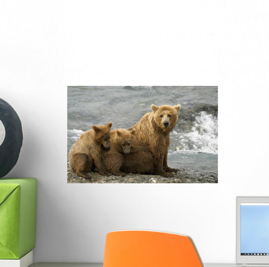 Mother Grizzly With 2nd Year Cubs By River Wall Mural