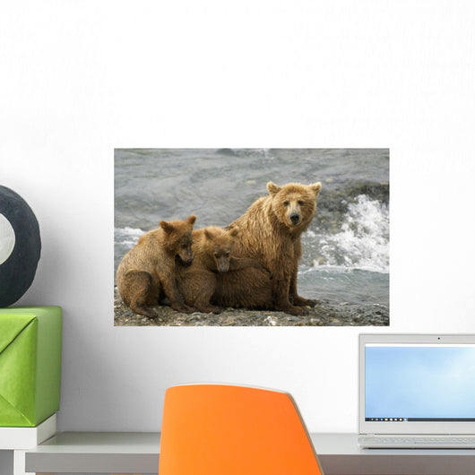 Mother Grizzly With 2nd Year Cubs By River Wall Mural