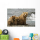 Mother Grizzly With 2nd Year Cubs By River Wall Mural