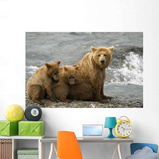 Mother Grizzly With 2nd Year Cubs By River Wall Mural