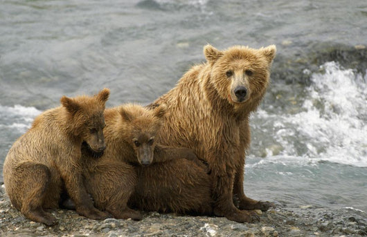 Mother Grizzly With 2nd Year Cubs By River Wall Mural
