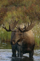 Bull Moose In Pond Near Eielson Visitor Center Ak In Denali Np Summer Wall Mural