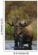 Bull Moose In Pond Near Eielson Visitor Center Ak In Denali Np Summer Wall Mural